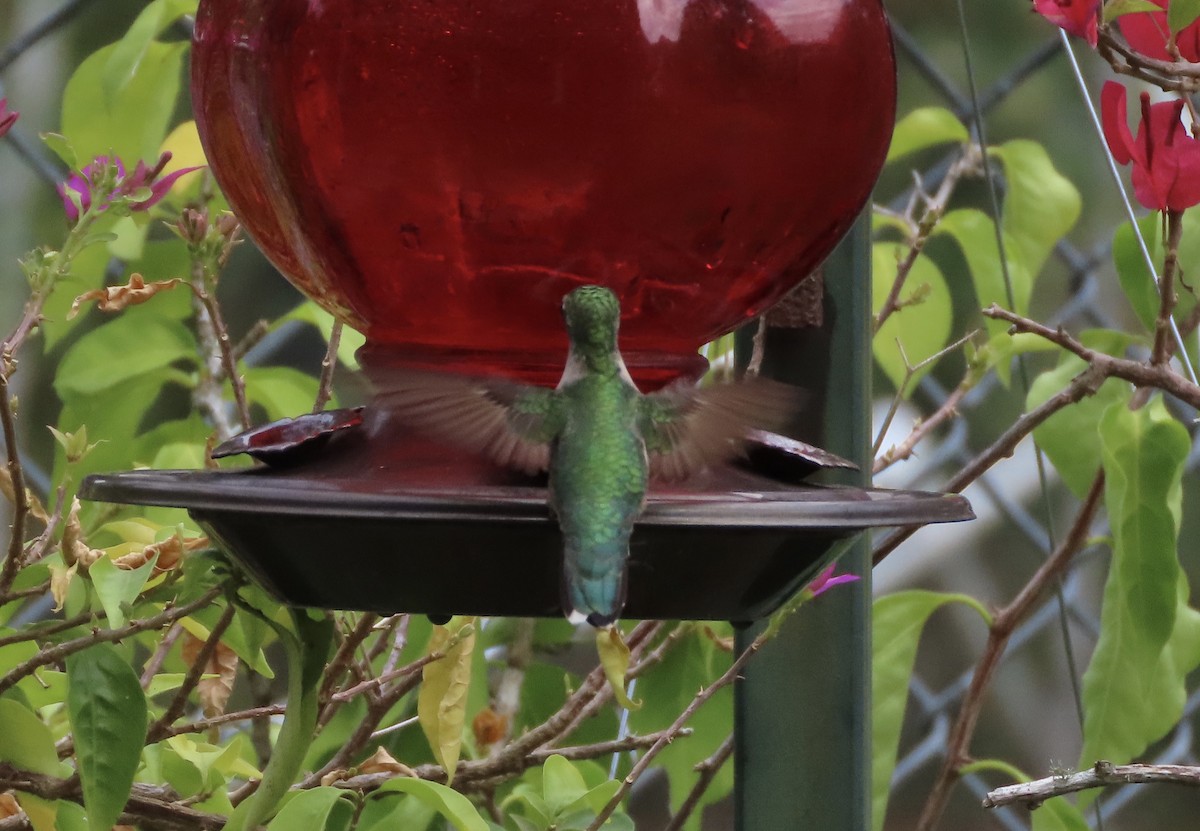 Colibrí Gorjirrubí - ML641939816