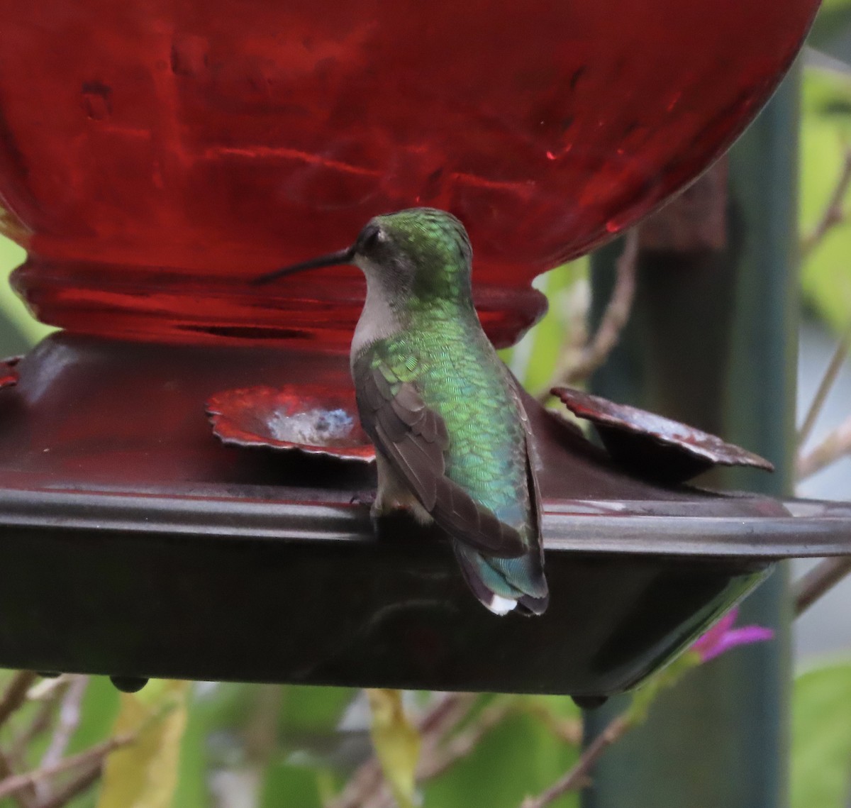 Colibrí Gorjirrubí - ML641939817