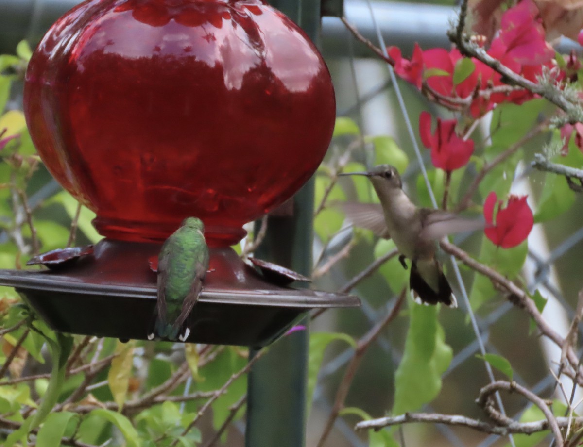 Colibrí Gorjirrubí - ML641939818