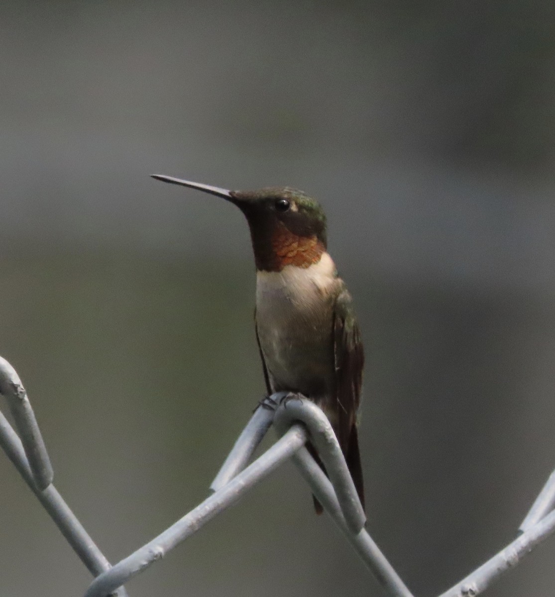Colibrí Gorjirrubí - ML641939819