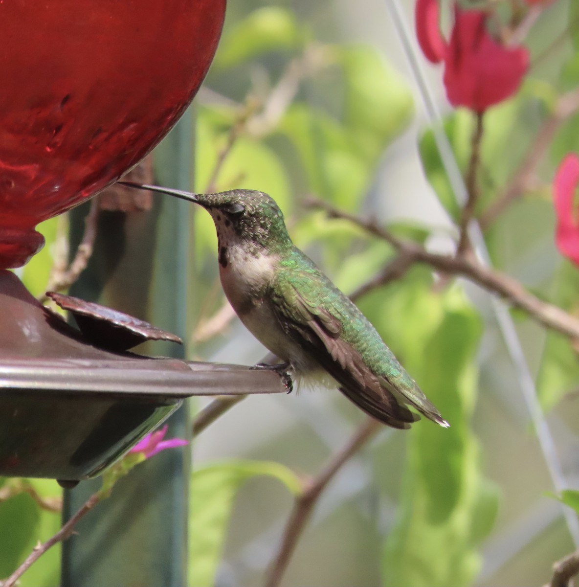 Colibrí Gorjirrubí - ML641939820