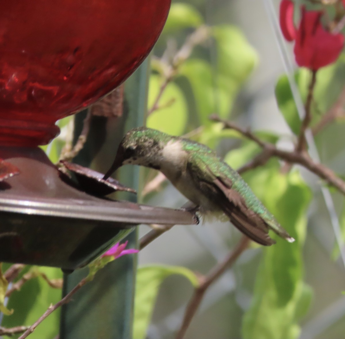 Colibrí Gorjirrubí - ML641939821