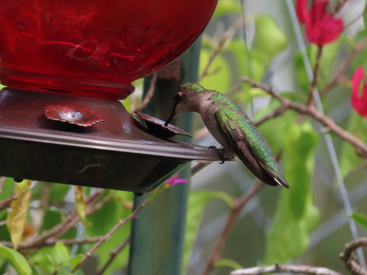 Colibrí Gorjirrubí - ML641939822
