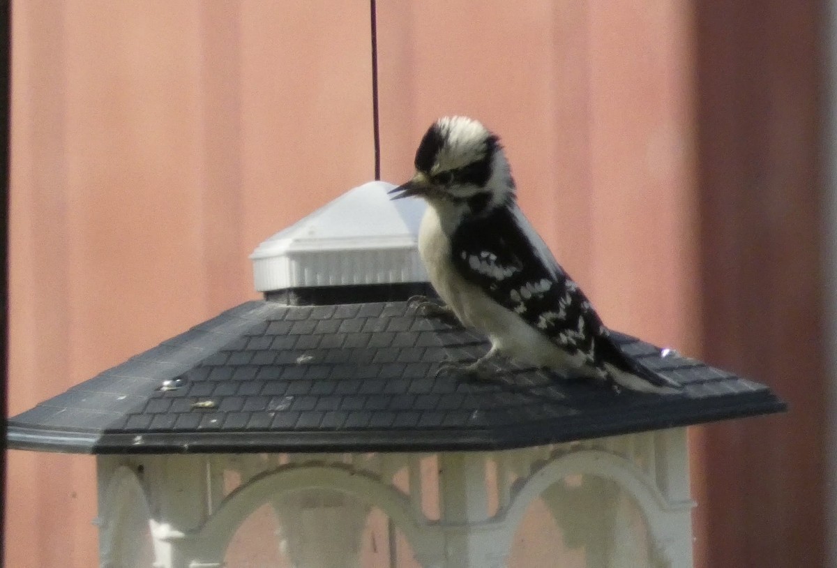 Downy Woodpecker - ML641939830