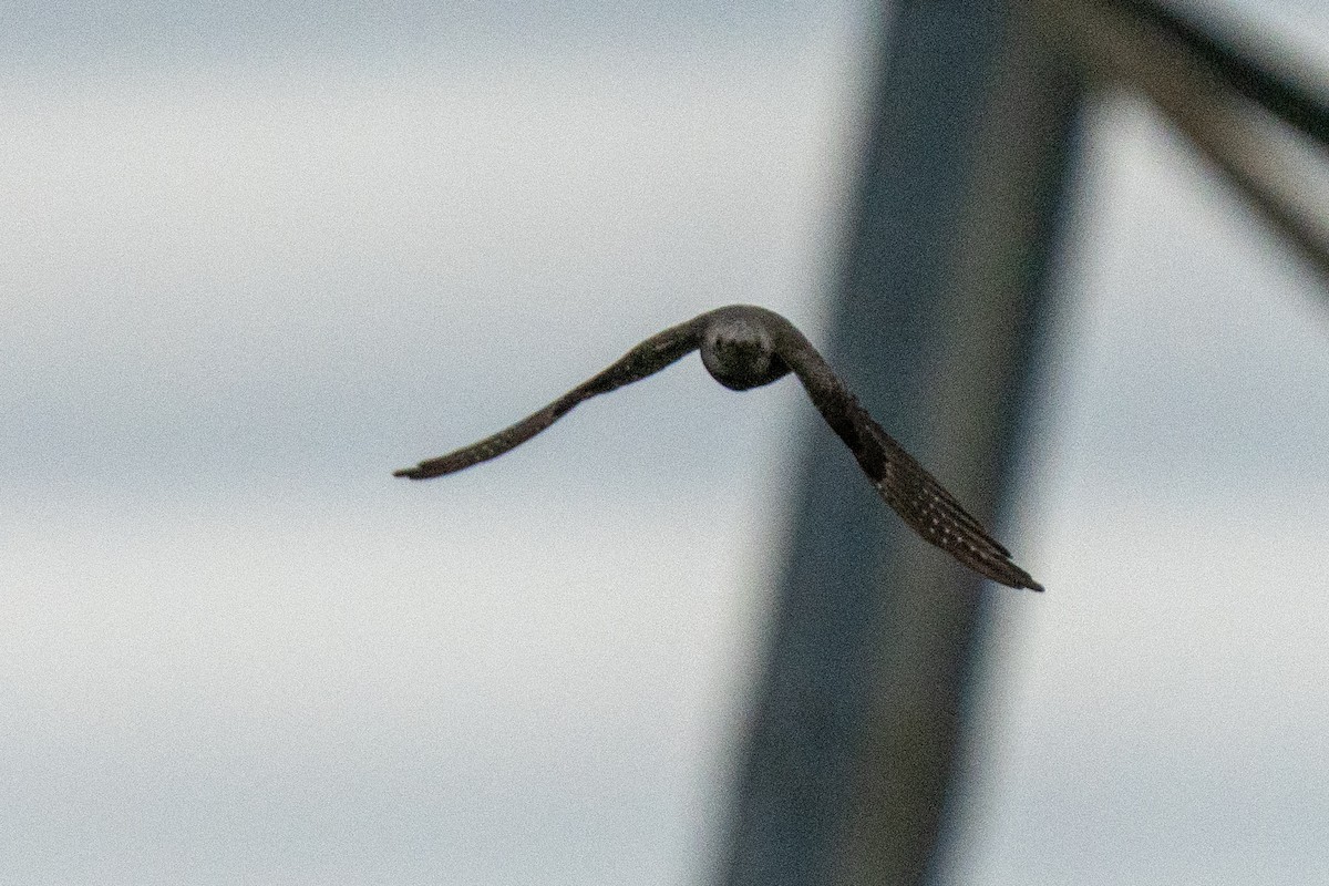 Pallid Cuckoo - ML641939845