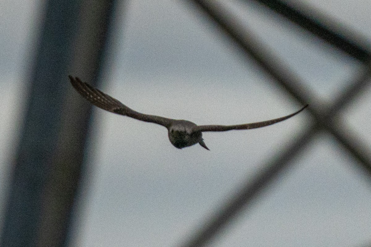 Pallid Cuckoo - ML641939868