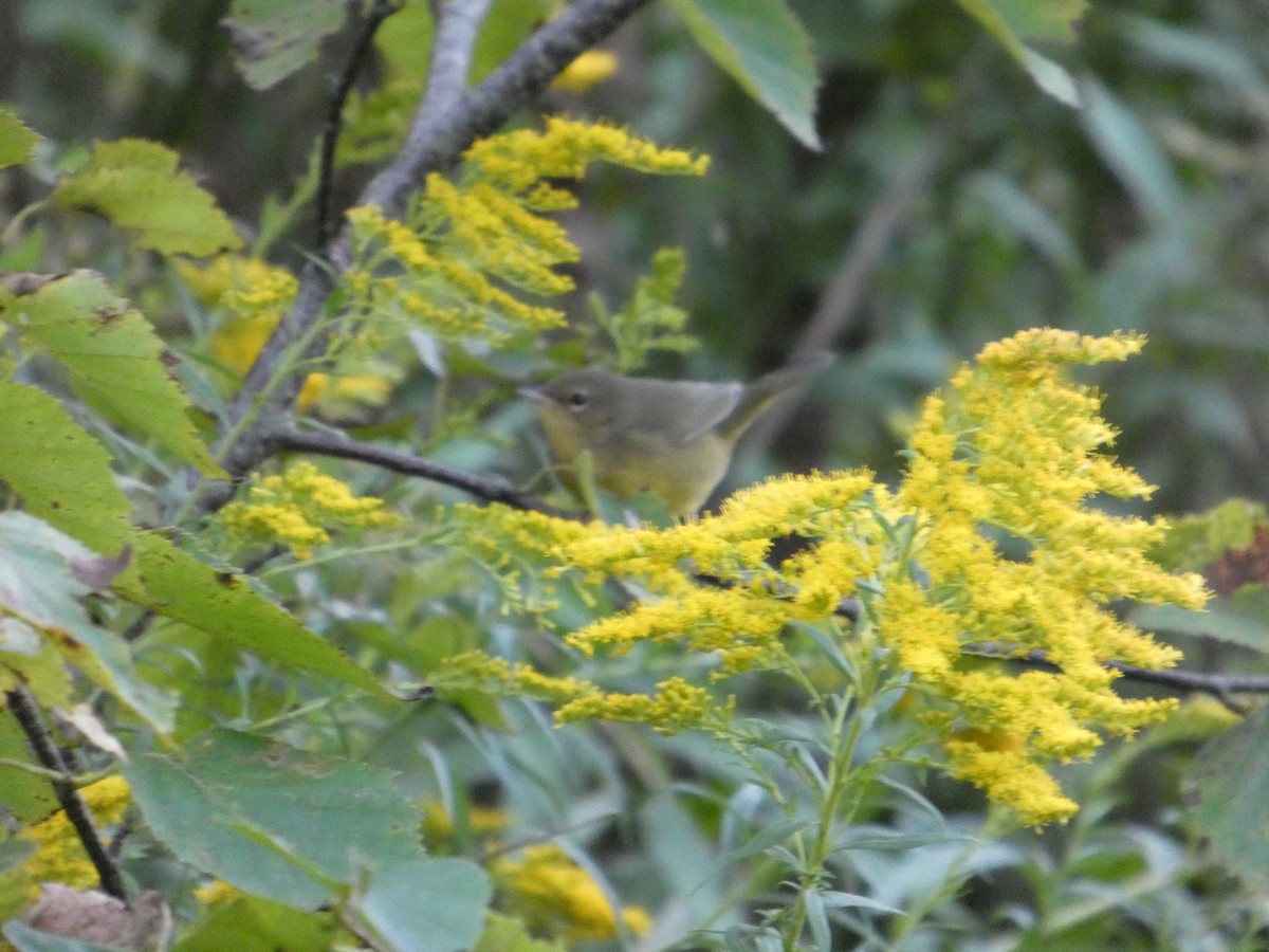 Mourning Warbler - ML641939876