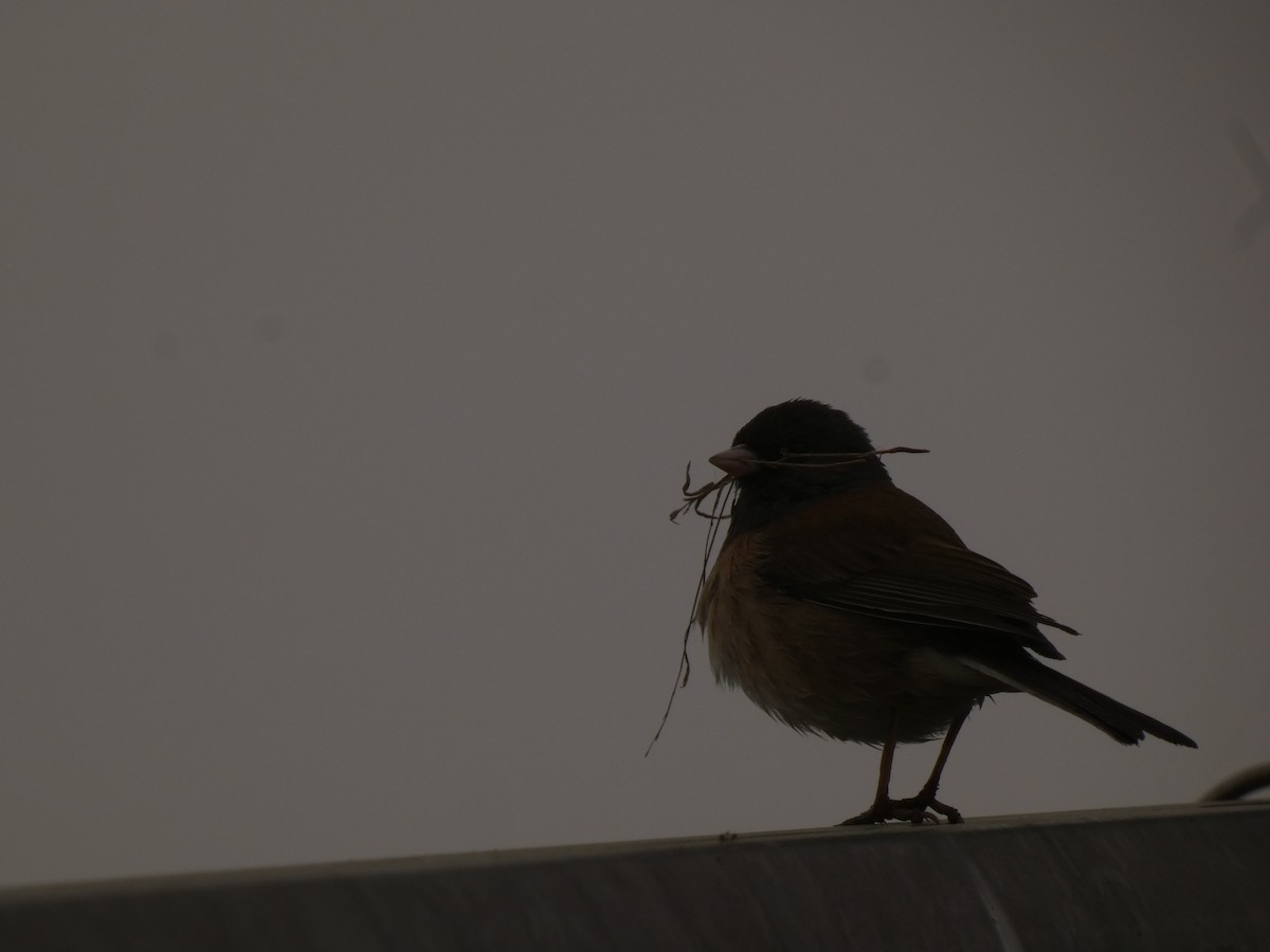Dark-eyed Junco - ML641939877