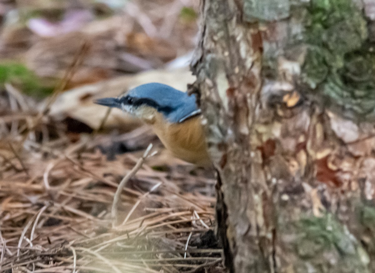Garrapo eurasiarra - ML641939878