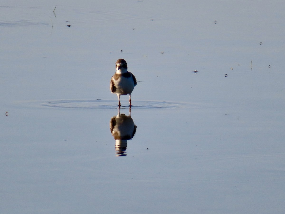 Semipalmated Plover - ML641939887