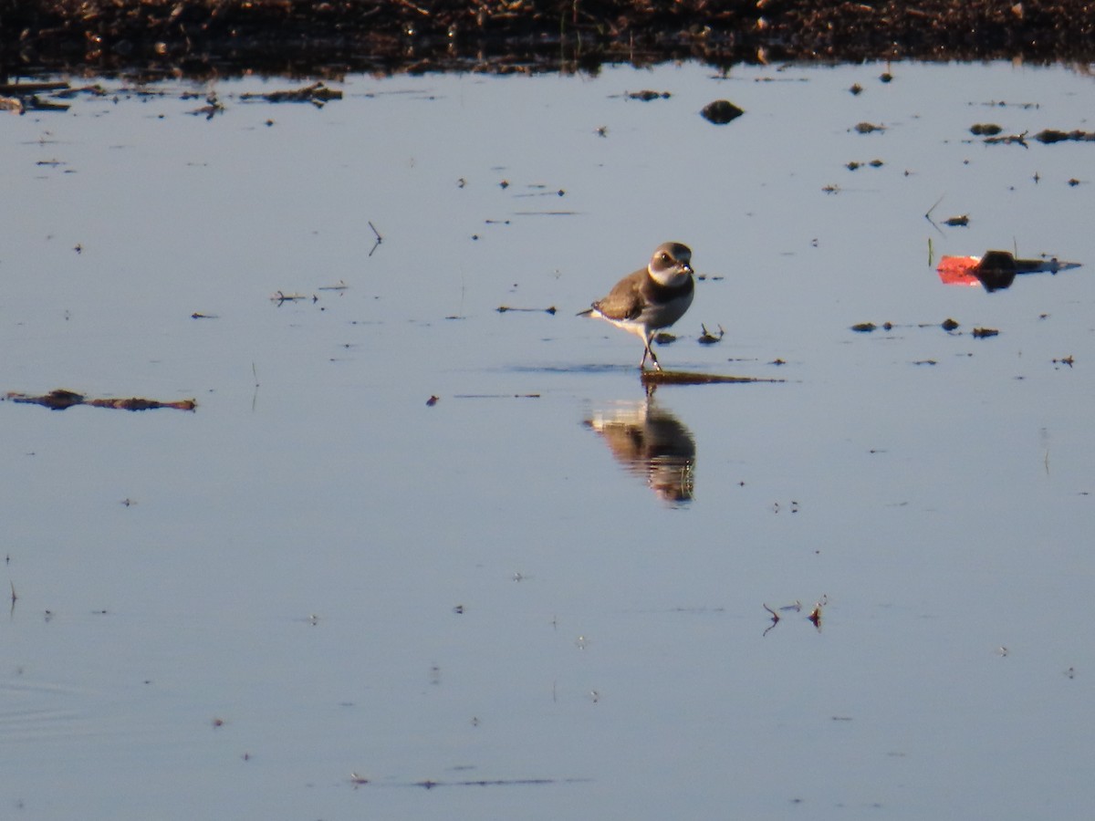 Semipalmated Plover - ML641939888