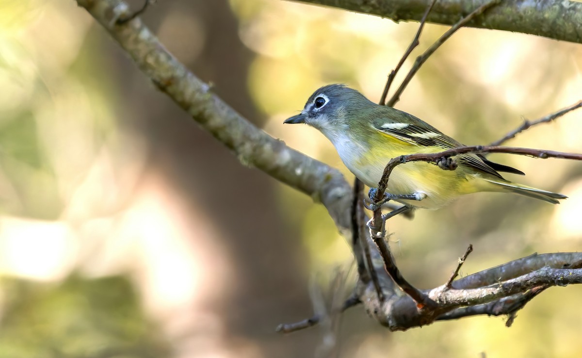 Blue-headed Vireo - ML641939889