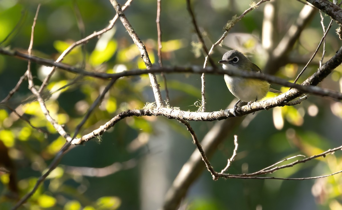 Blue-headed Vireo - ML641939890