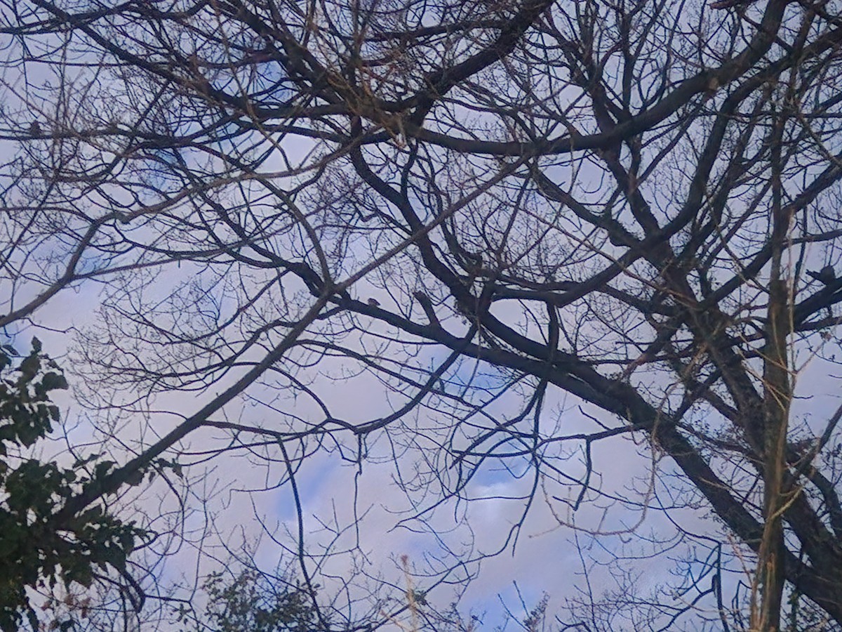 Little Owl - ML641939923