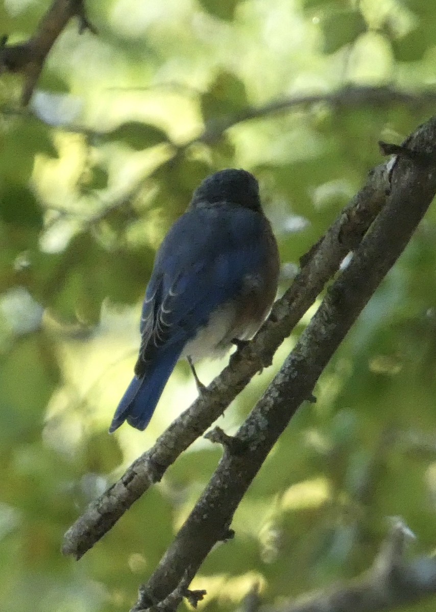 Eastern Bluebird - ML641939931