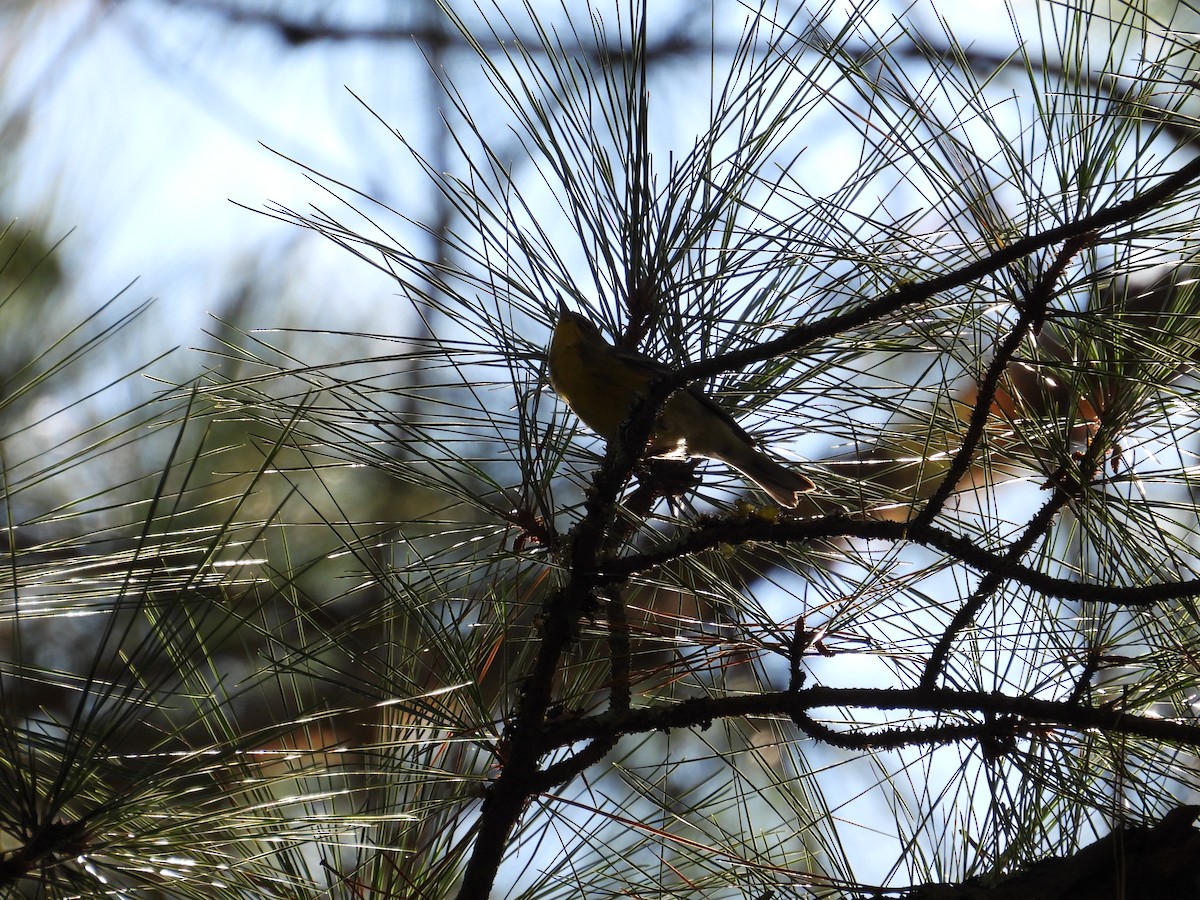 Pine Warbler - ML641939936