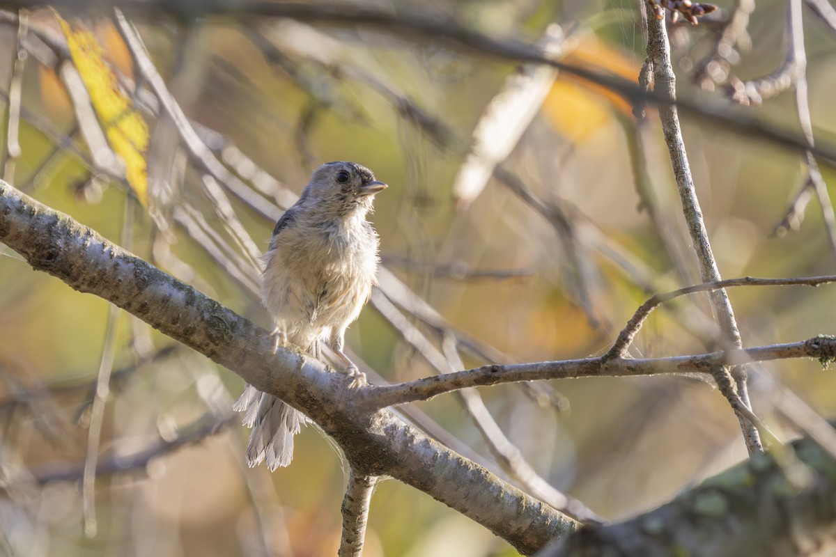 Tufted Titmouse - ML641939938