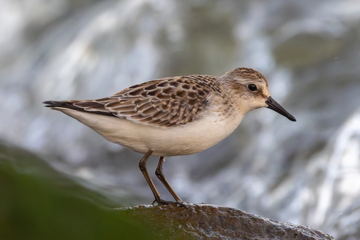 sandsnipe - ML641939951