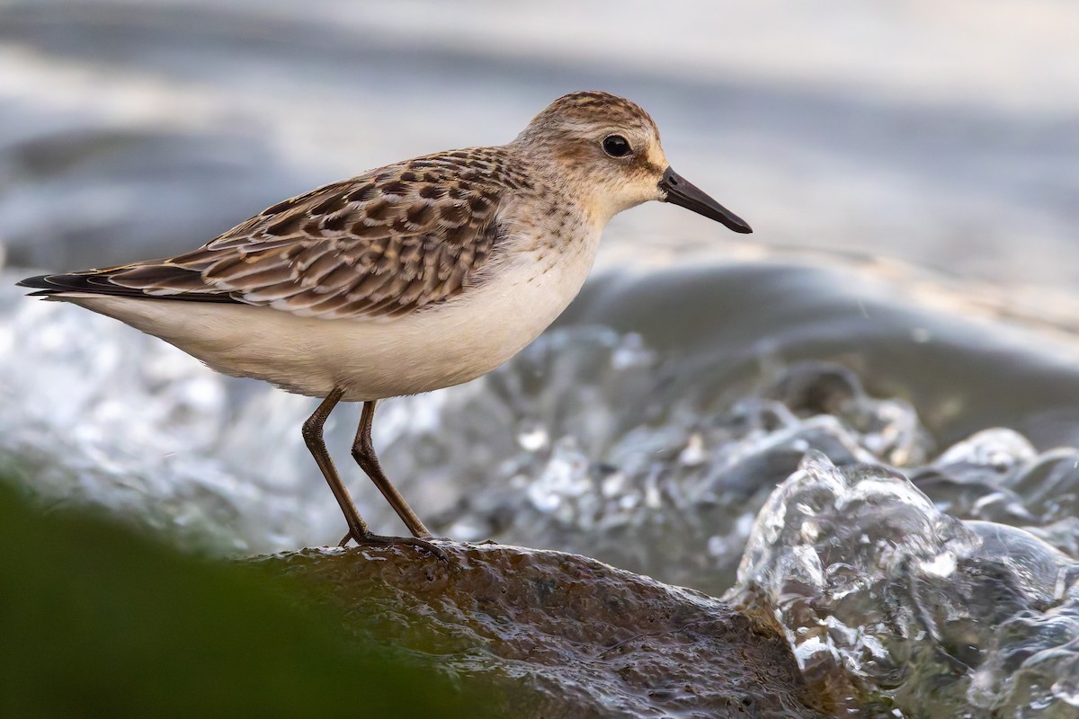 sandsnipe - ML641939952