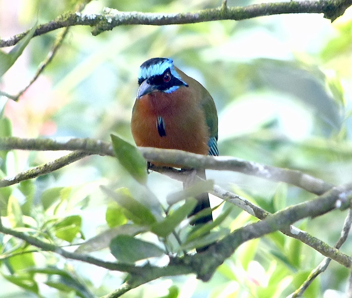 Trinidad Motmot - ML641939966