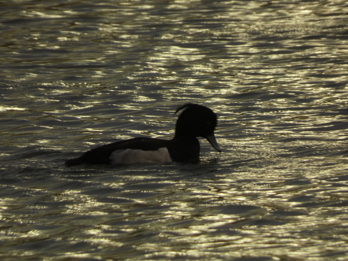 鳳頭潛鴨 - ML641939967