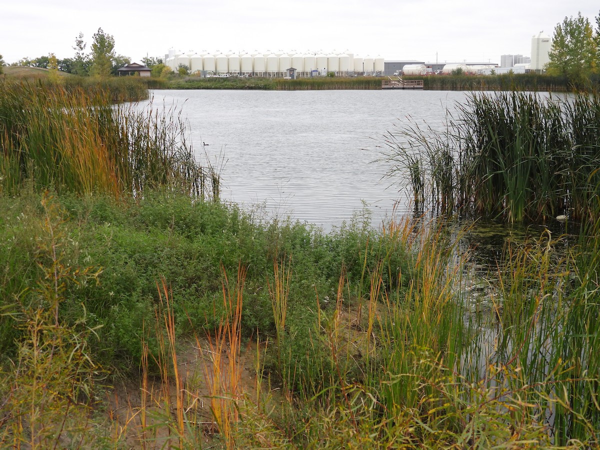 Not specified - Paolo Matteucci