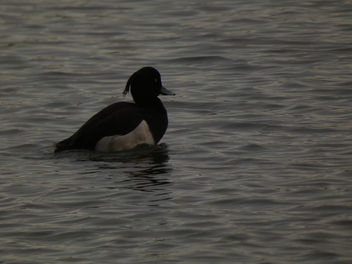 鳳頭潛鴨 - ML641939977