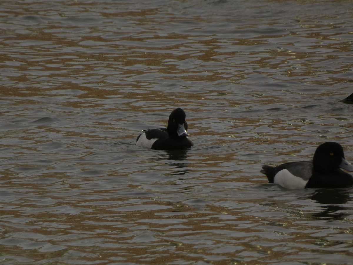 鳳頭潛鴨 - ML641939978