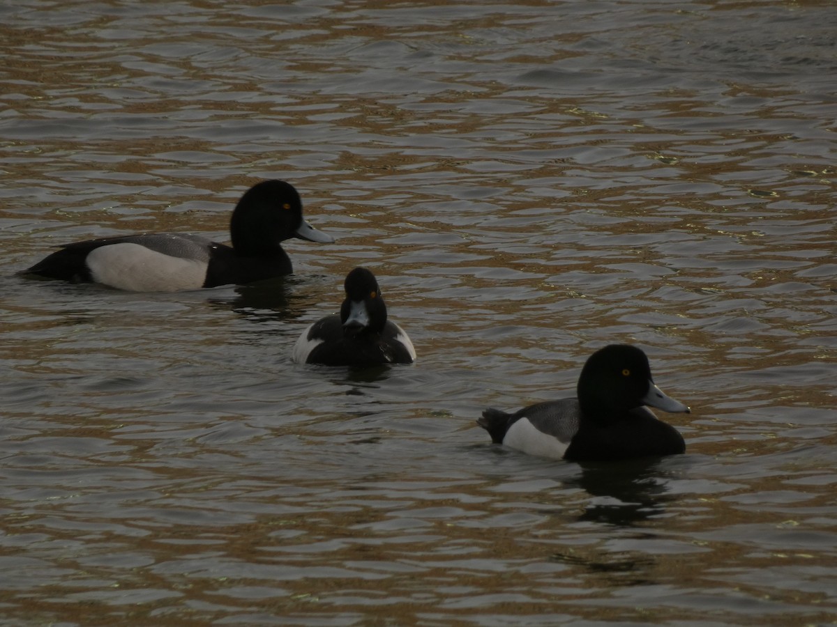 鳳頭潛鴨 - ML641939992