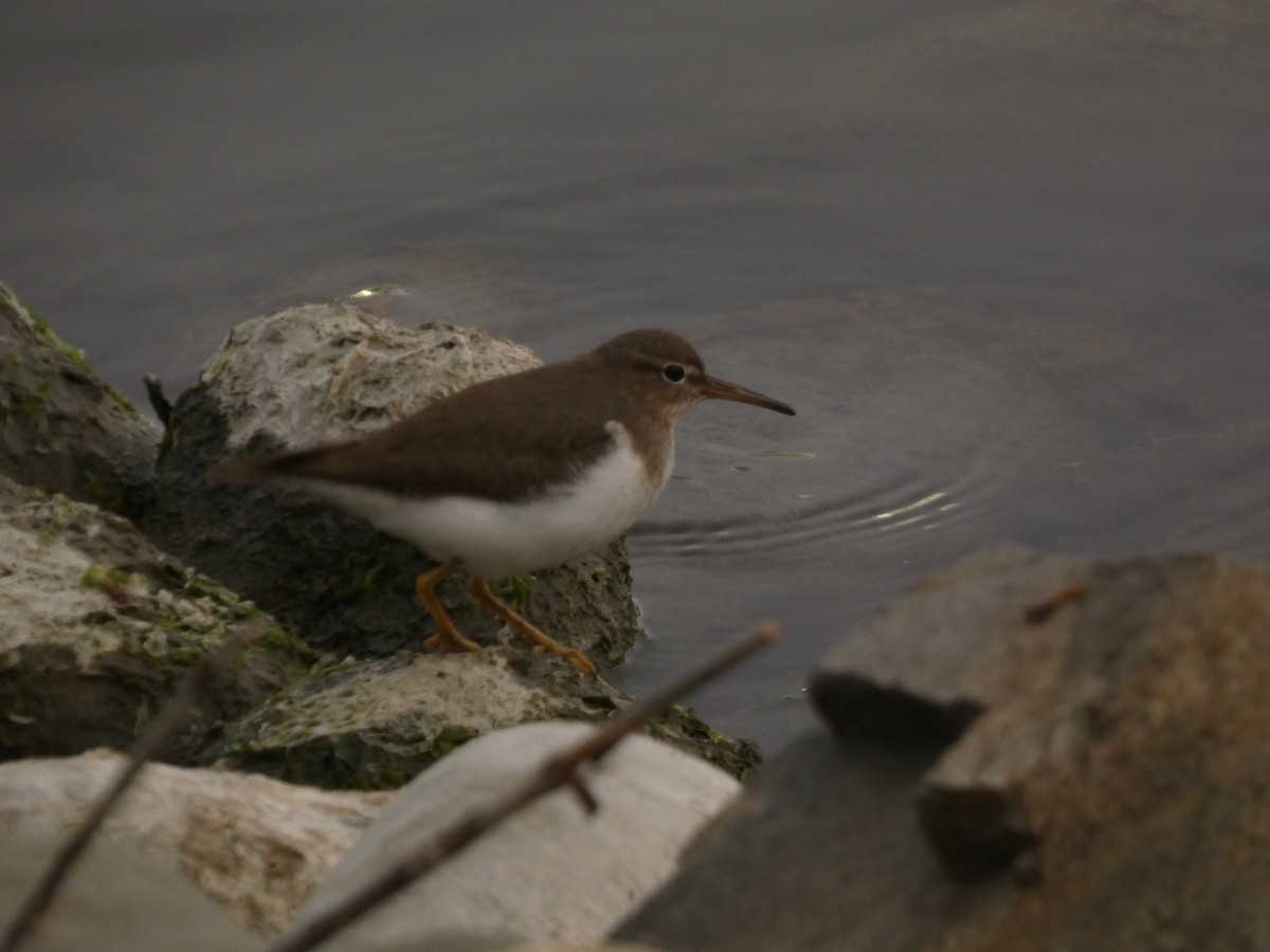 ביצנית נקודה - ML641940003