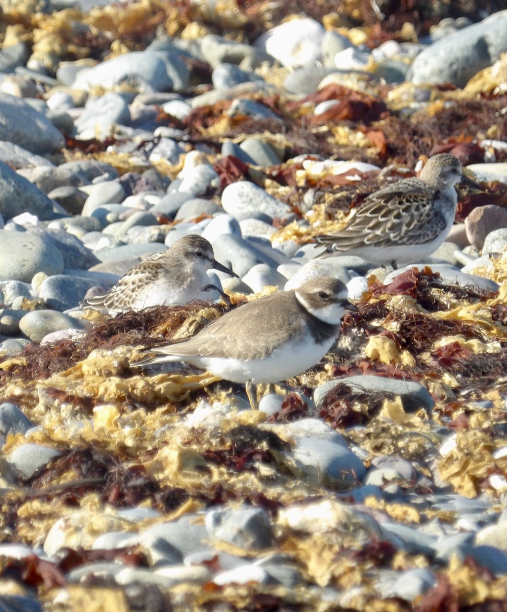 Semipalmated Plover - ML641940008