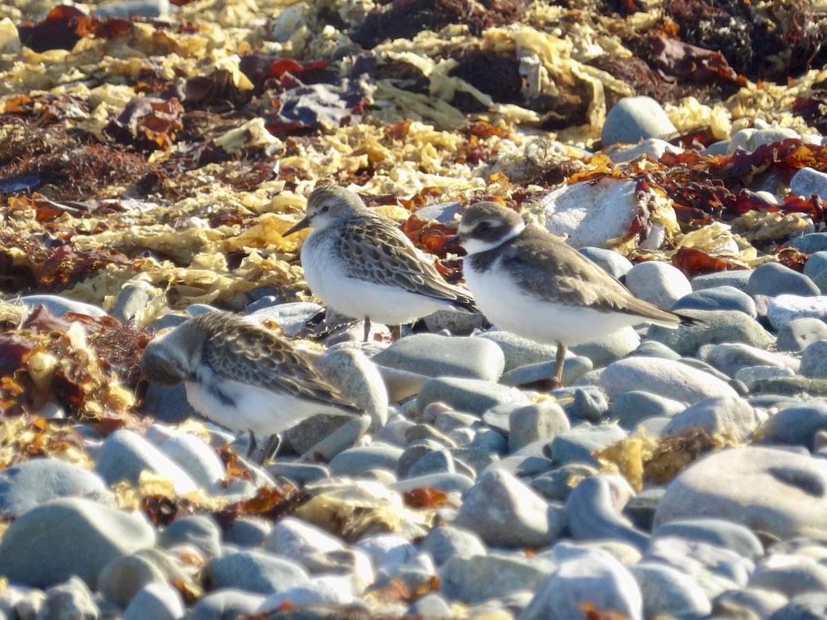 Semipalmated Plover - ML641940009