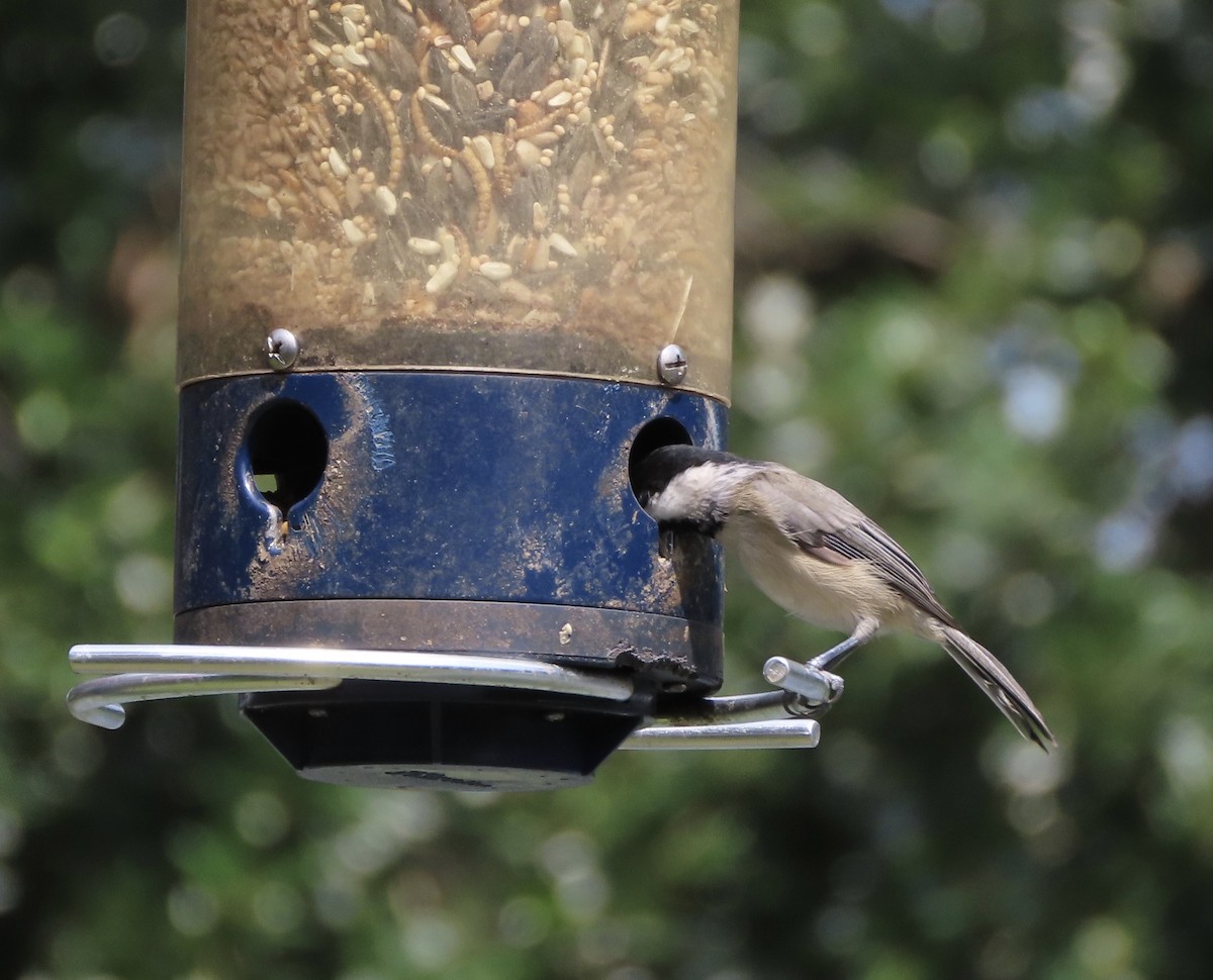 Carolina Chickadee - ML641940033