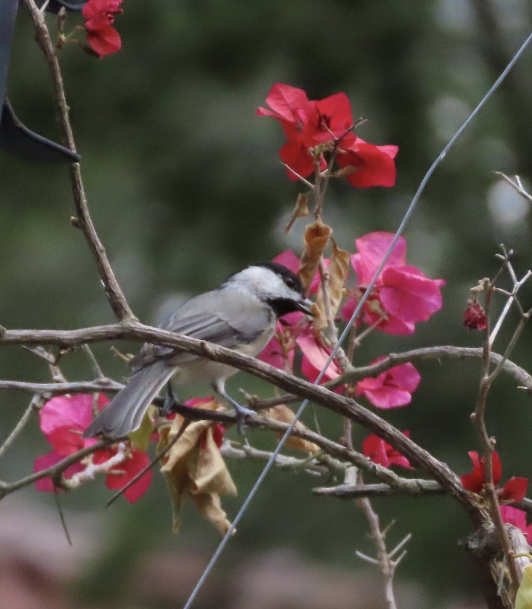 Carolina Chickadee - ML641940034