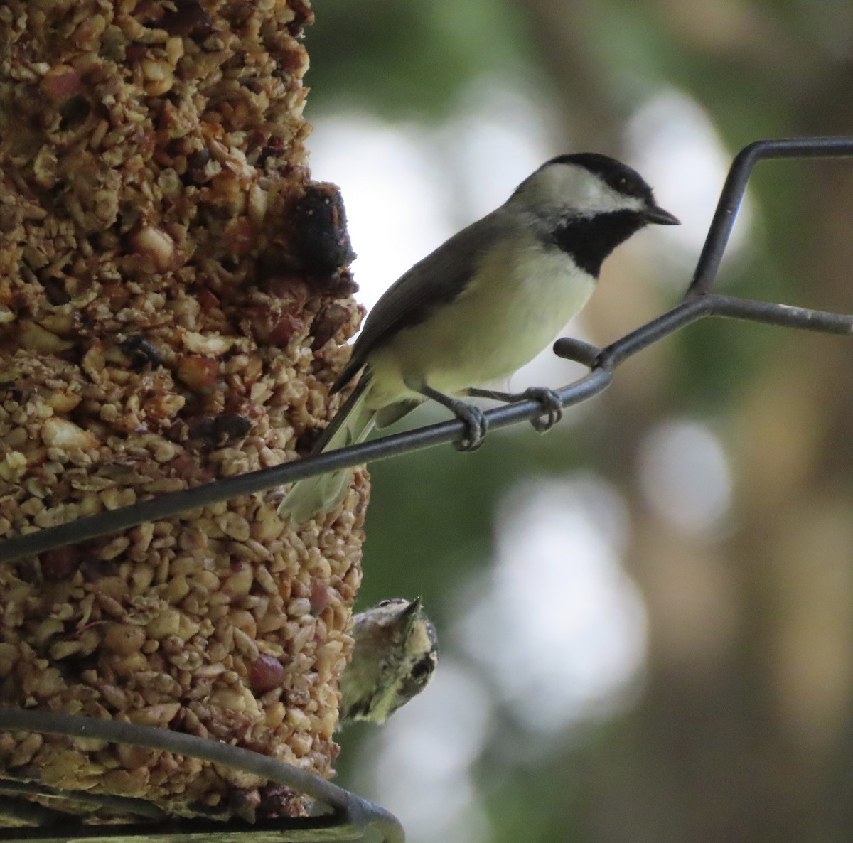 Carolina Chickadee - ML641940035