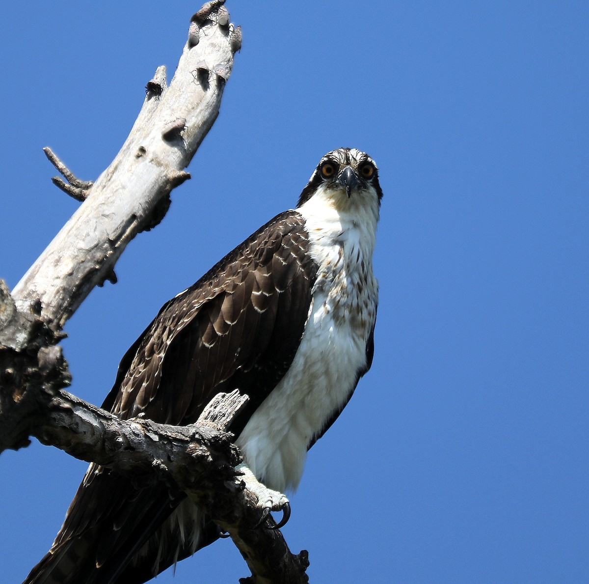 Osprey - ML641940038