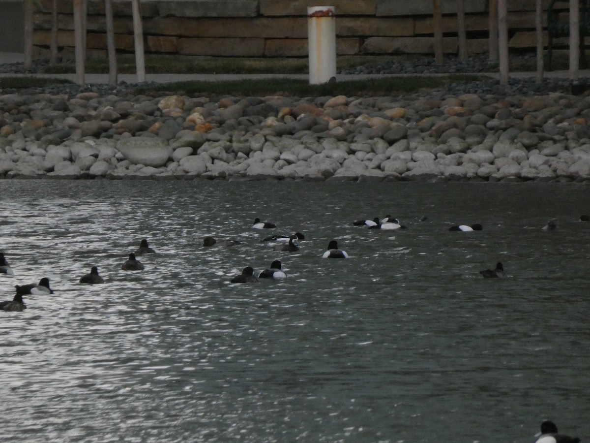 Barrow's Goldeneye - ML641940040
