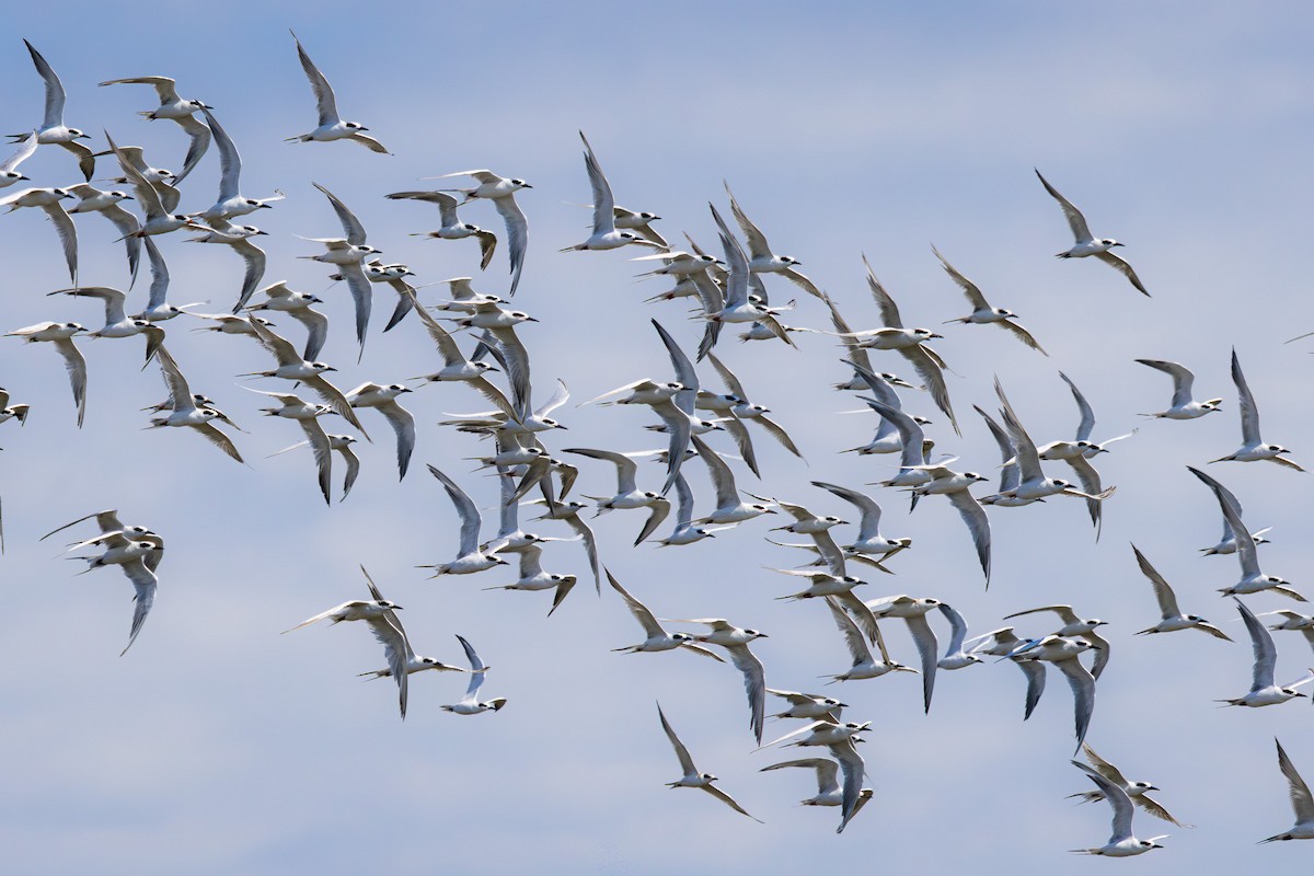 Forster's Tern - ML641940047