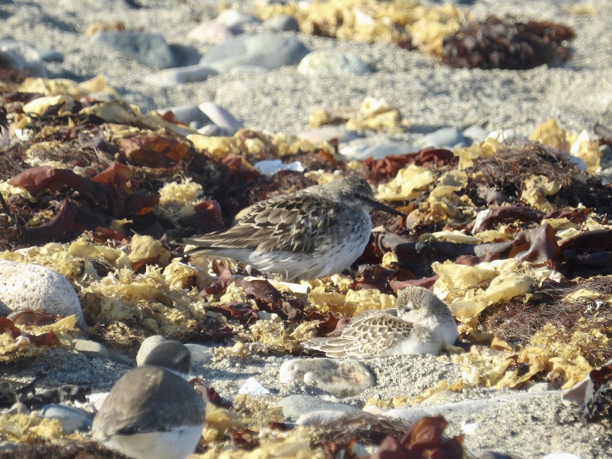 Weißbürzel-Strandläufer - ML641940050