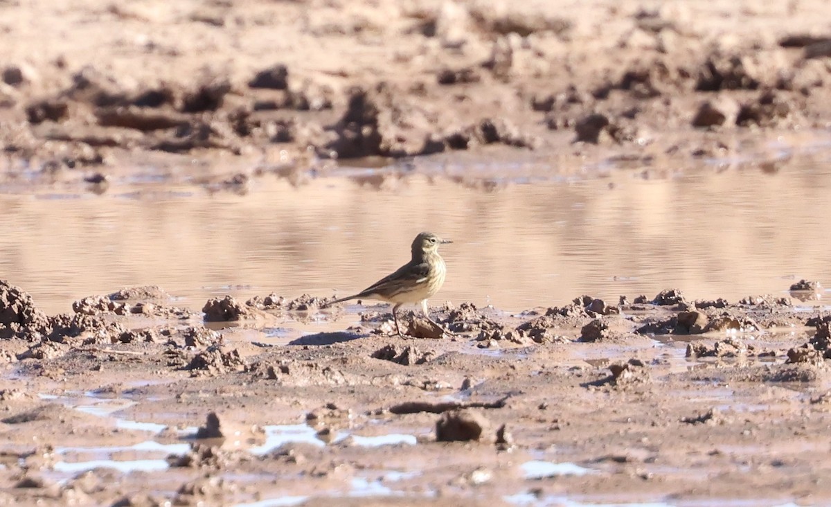 American Pipit - ML641940064