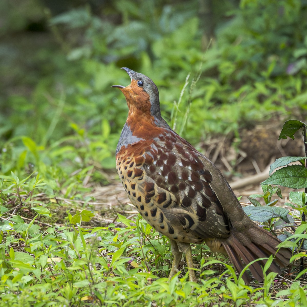 Chinese Bamboo-Partridge - ML641940080