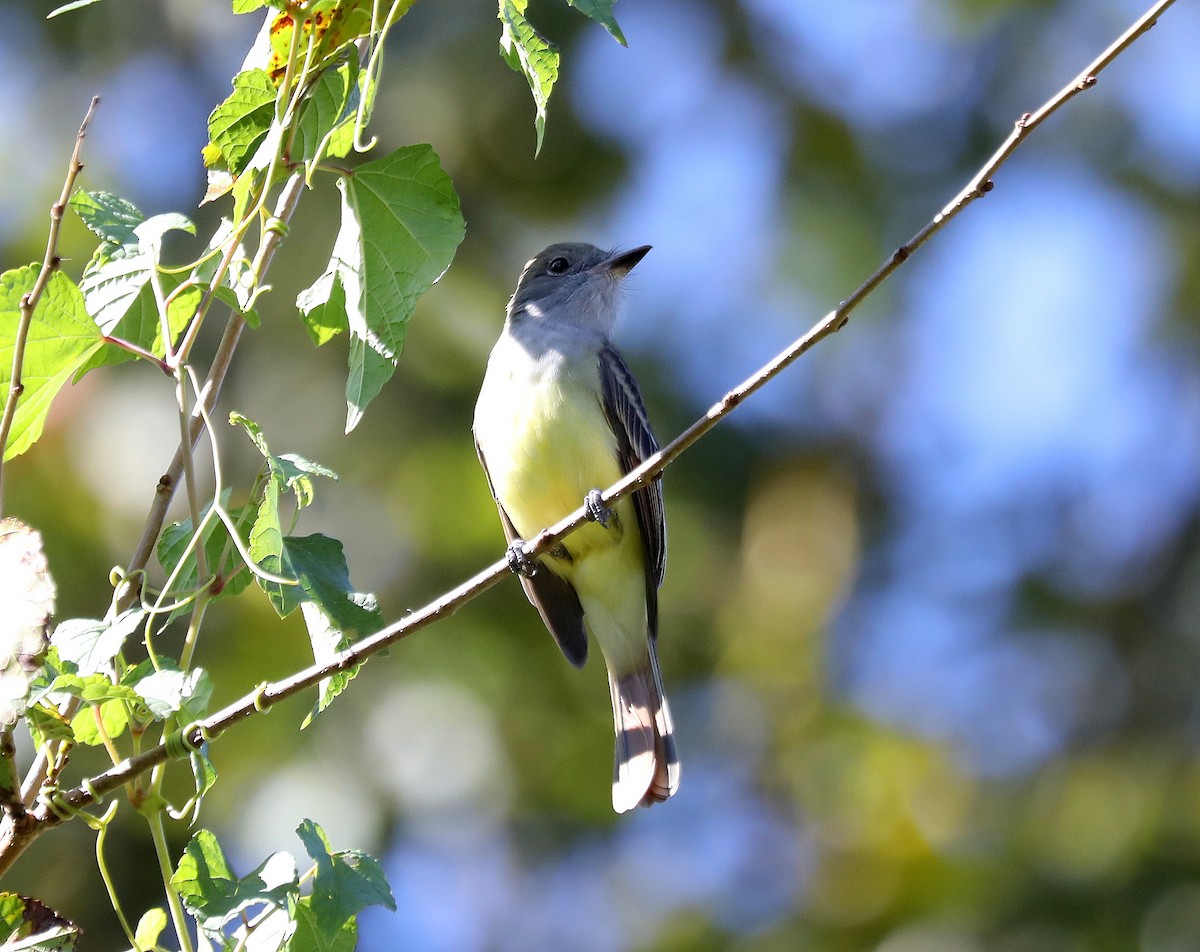 Great Crested Flycatcher - ML641940085