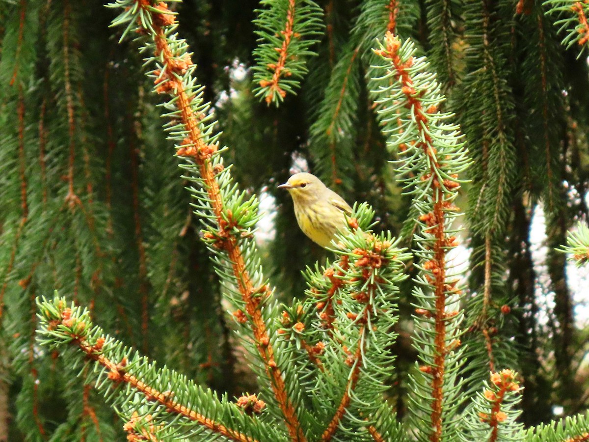 Cape May Warbler - ML641940091