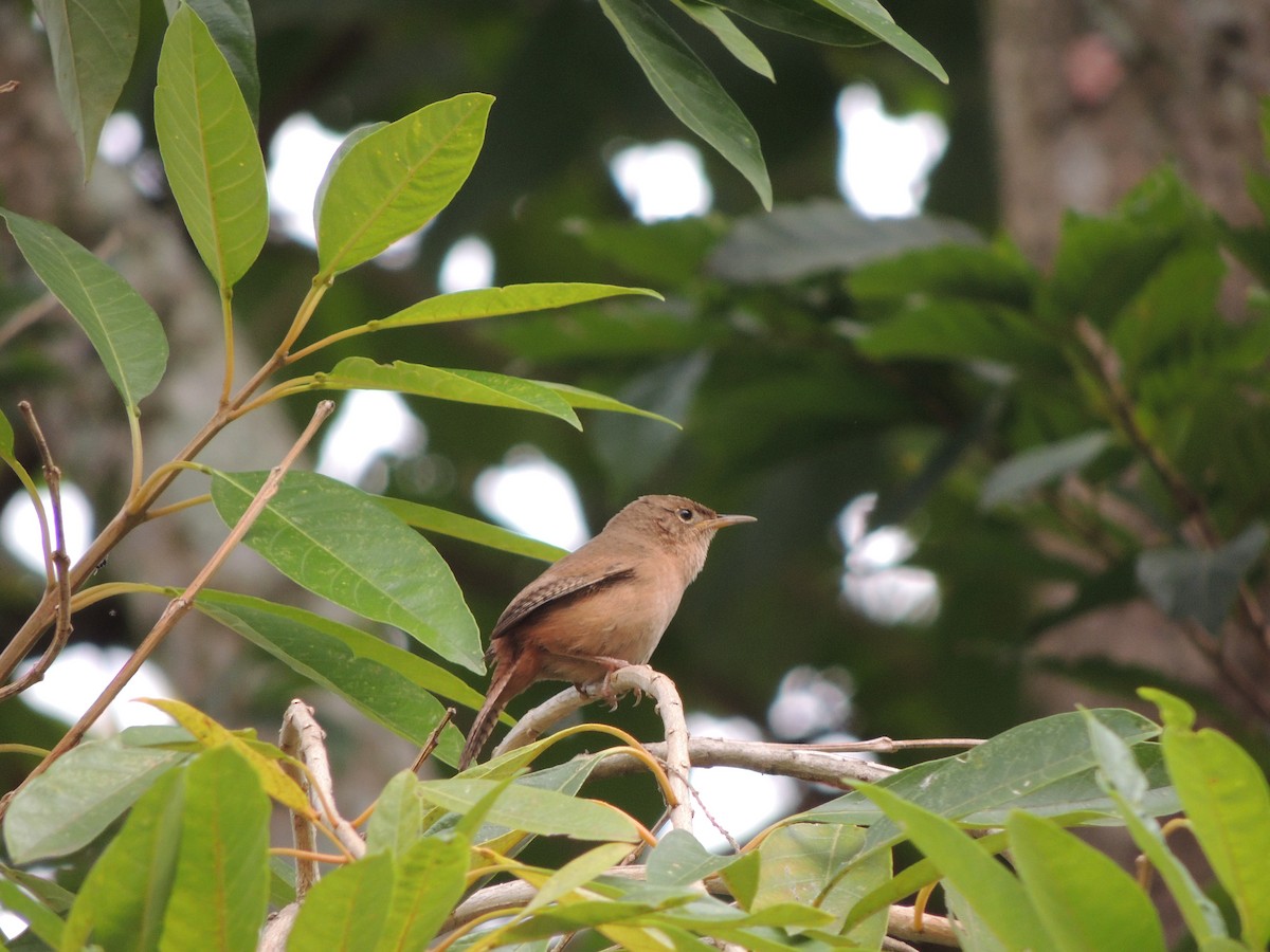 Southern House Wren - ML641940092