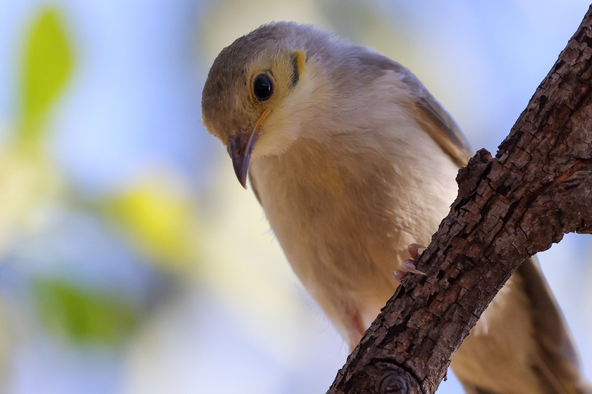 Yellow-tinted Honeyeater - ML641940096