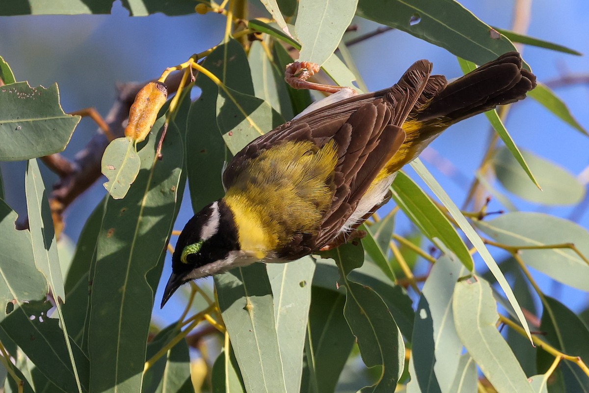 Black-chinned Honeyeater (Golden-backed) - ML641940109