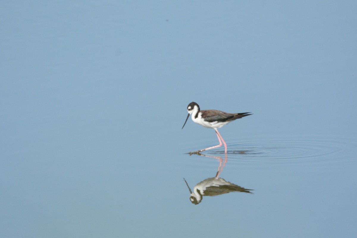 Black-necked Stilt - ML64194011