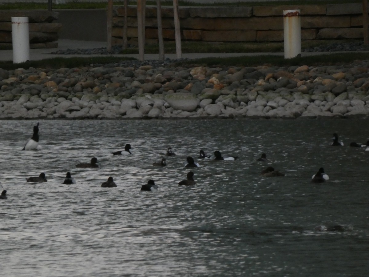 Barrow's Goldeneye - ML641940126