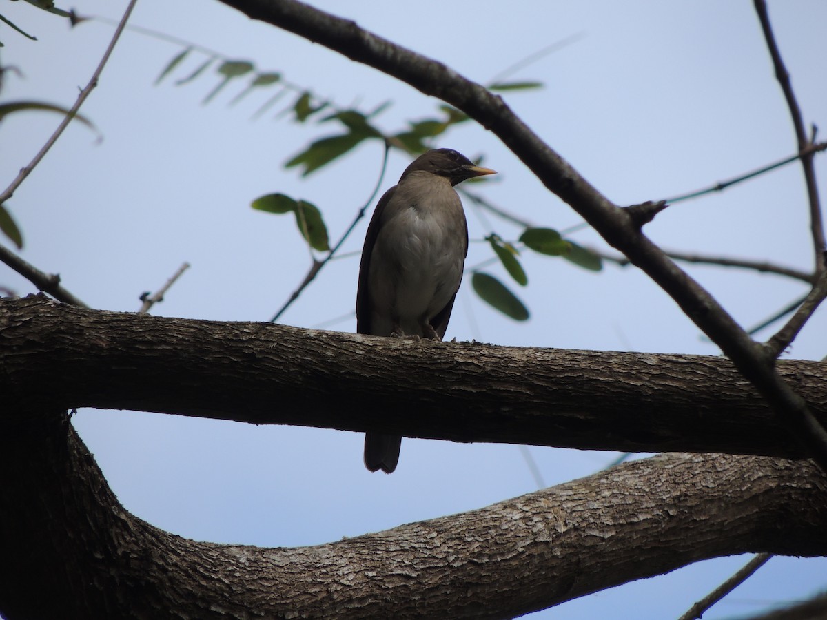 Creamy-bellied Thrush - ML641940132
