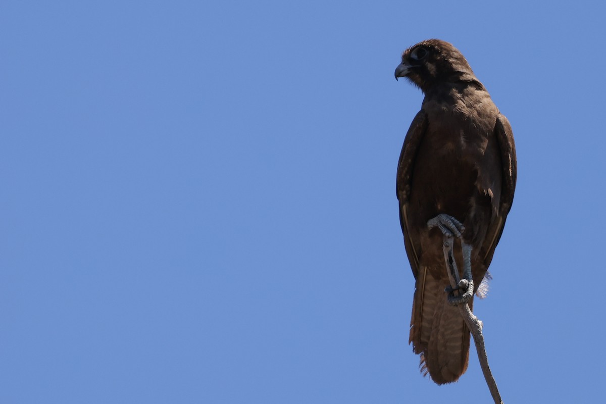 Brown Falcon - ML641940133